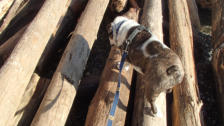 Brutus - English Bulldog -  Bridge over troubled water