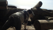 Brutus - English Bulldog
